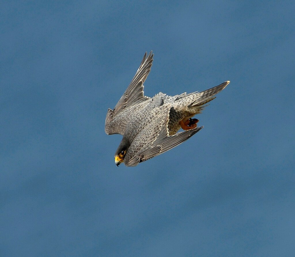 Какую скорость развивает Сапсан птица