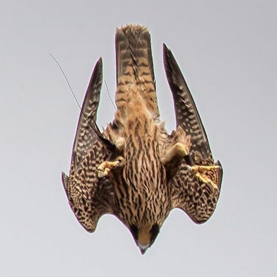 Сокол Сапсан скорость