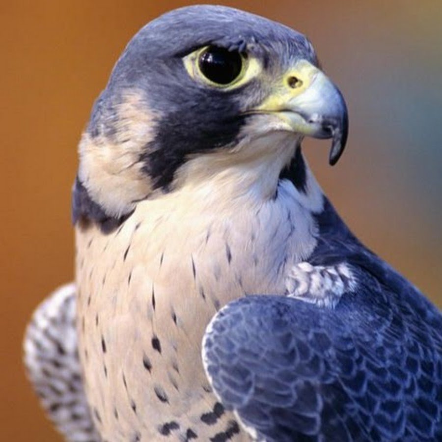 Сокол Сапсан пикирует