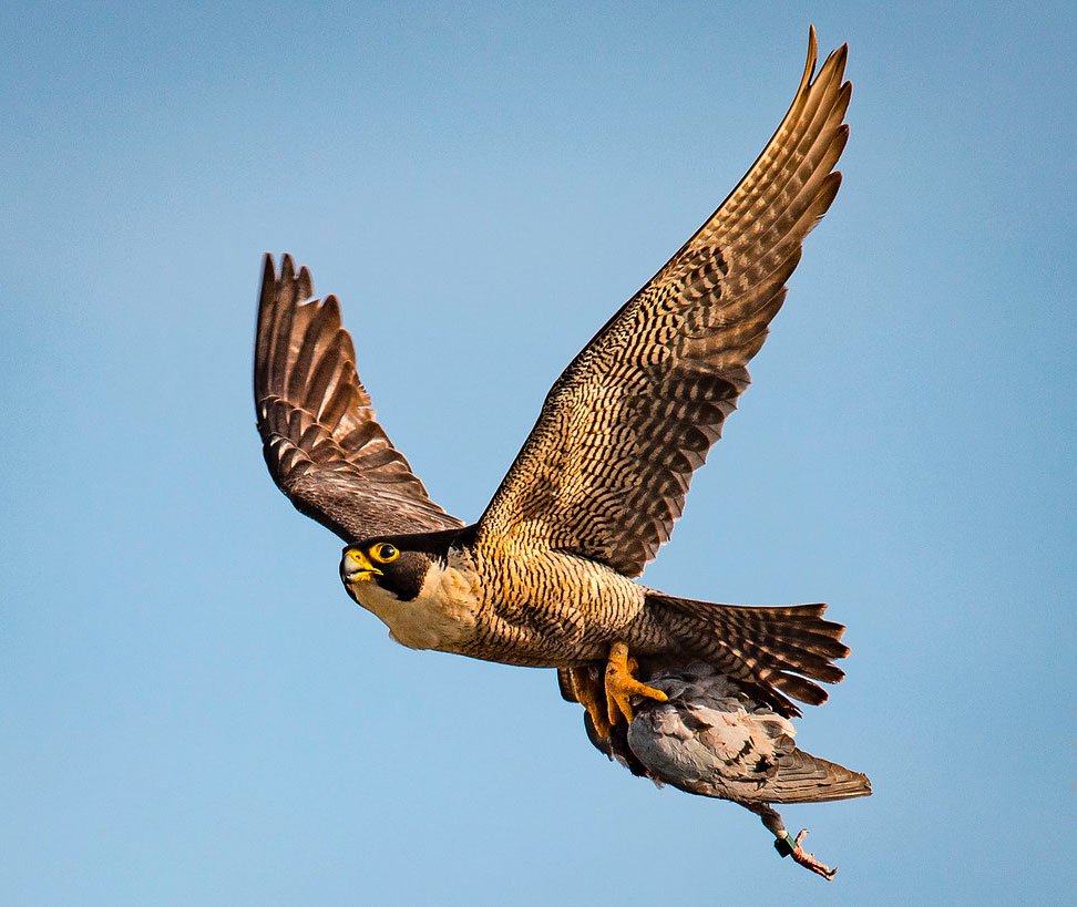 Сокол Сапсан пикирует