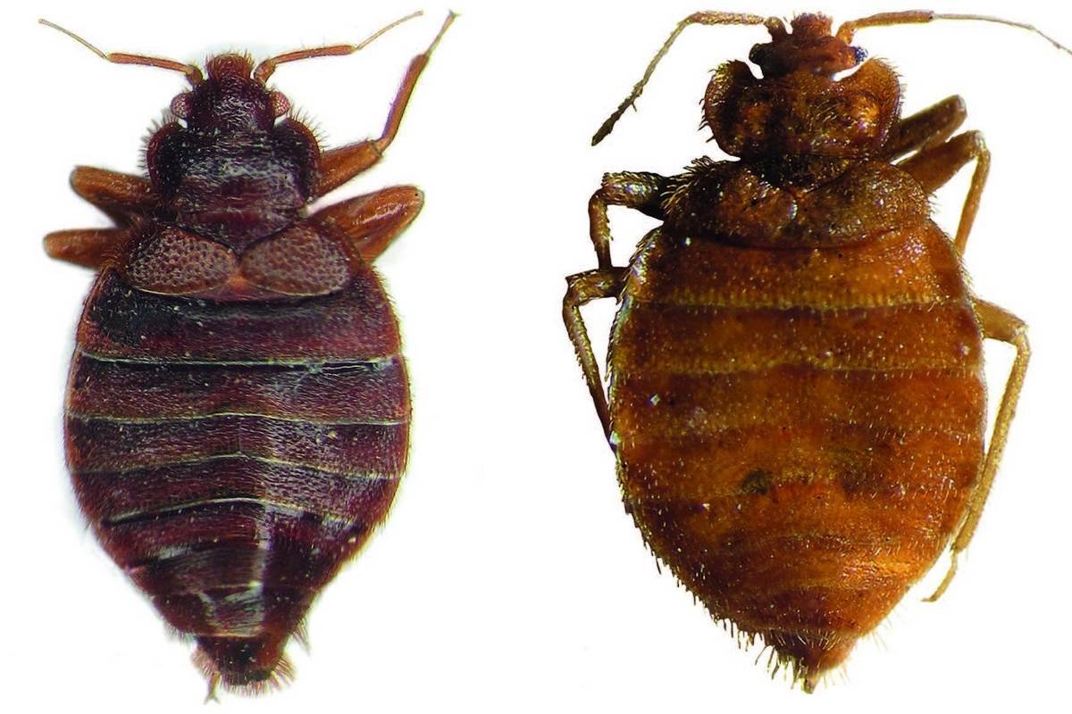 Насекомые тропического леса