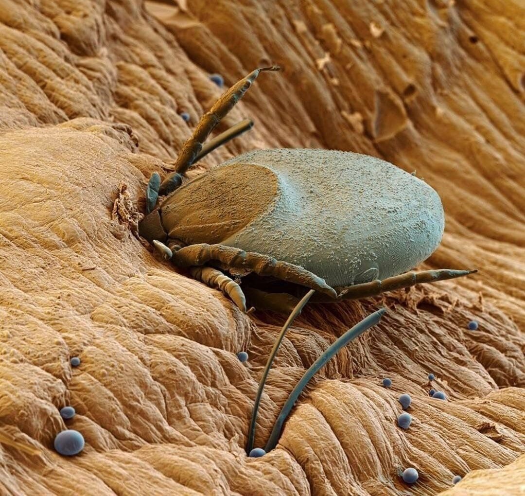 Водяной клоп Гладыш