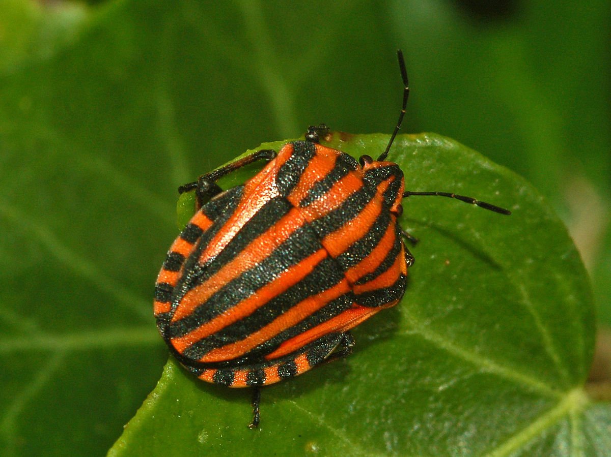 Щитник линейчатый Graphosoma lineatum