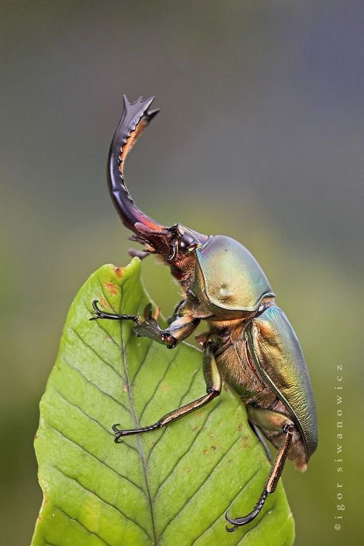 Аннулус Жук