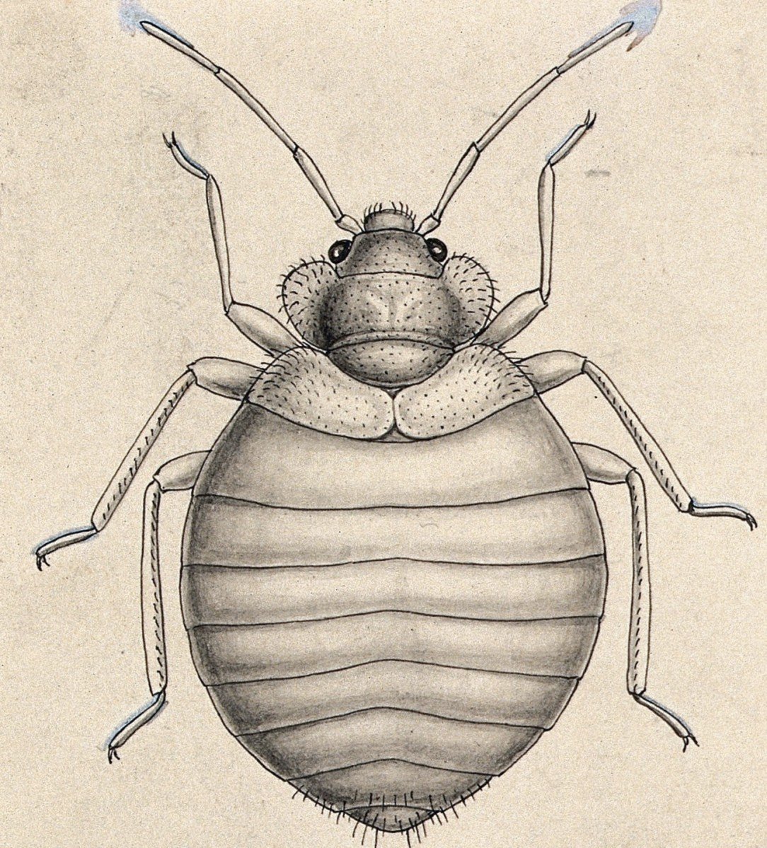 Клоп хищнец