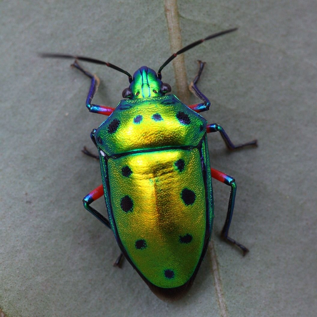 Клоп щитник черепашка