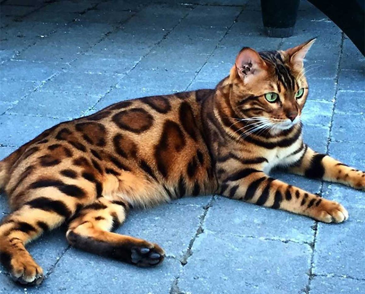 Бенгальская кошка тигровая