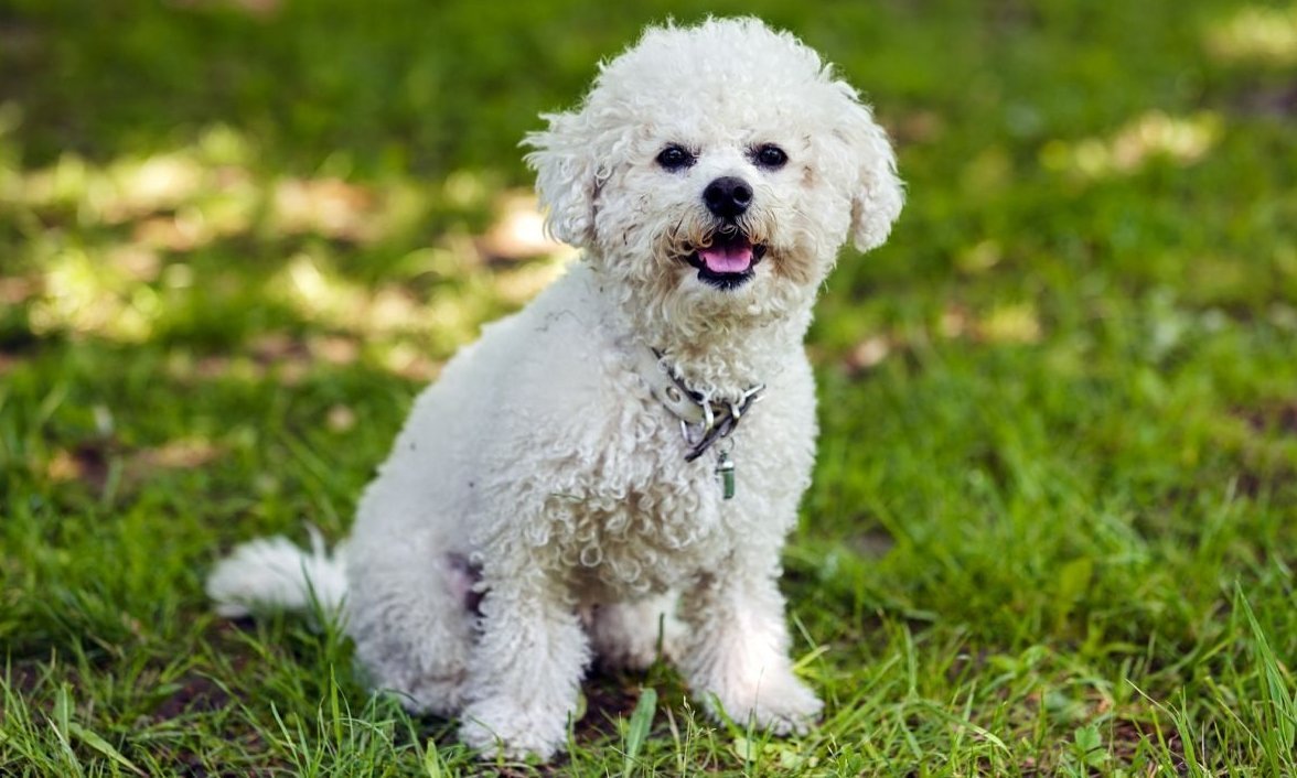 Собачка Бишон фризе