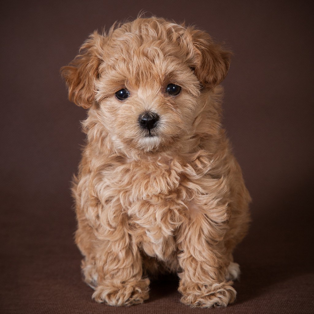 Той пудель маленький