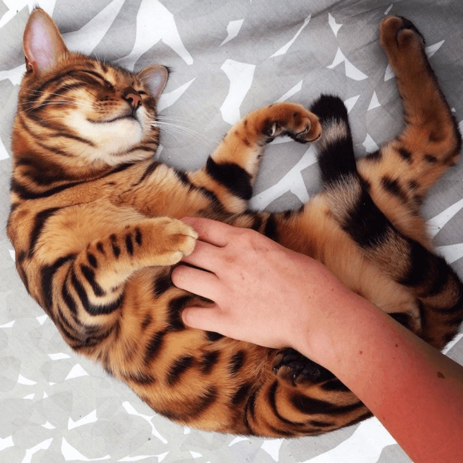 Бенгальская кошка тойгер