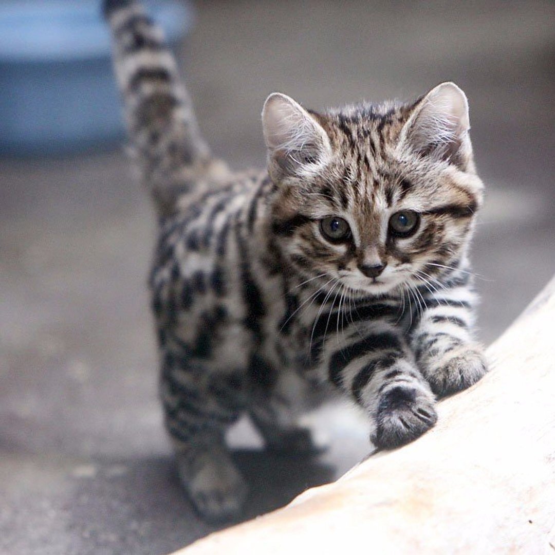 Коты тойгер