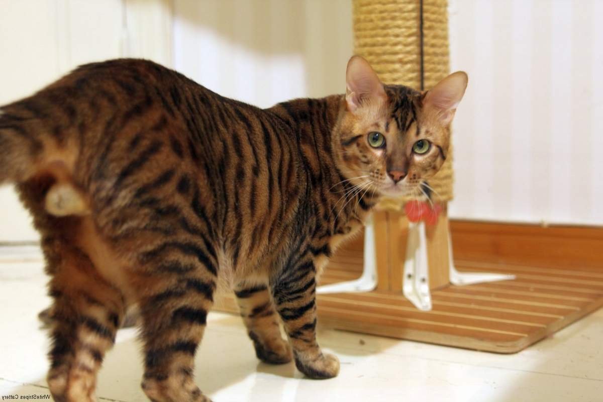 Камышовый кот