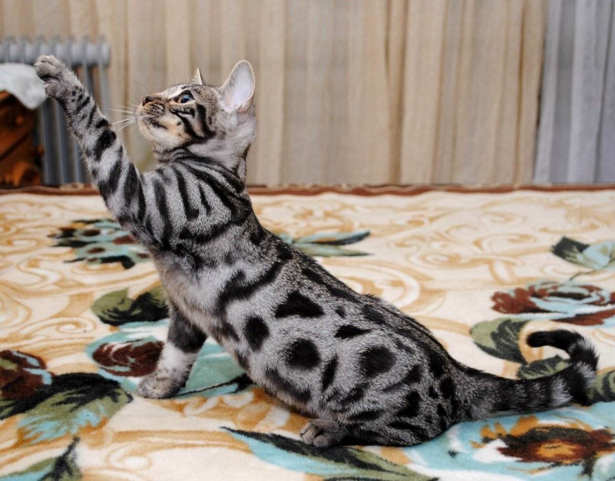 Бенгальский вислоухий кот