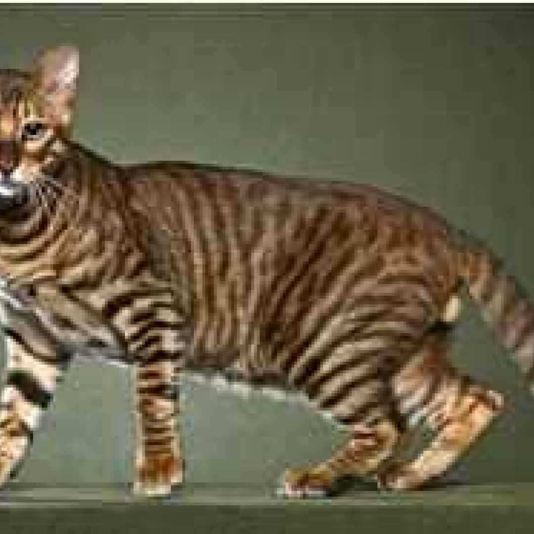 Котенок Тигренок порода