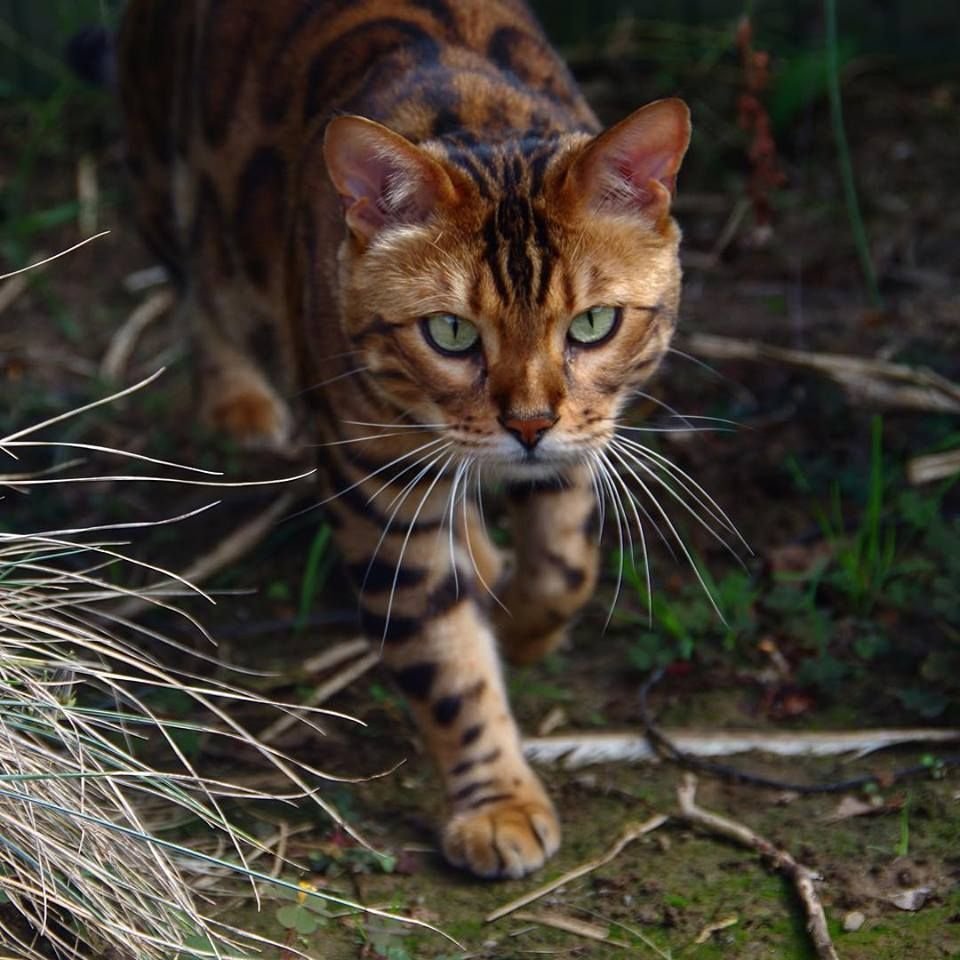 Кошки похожие на тигрят