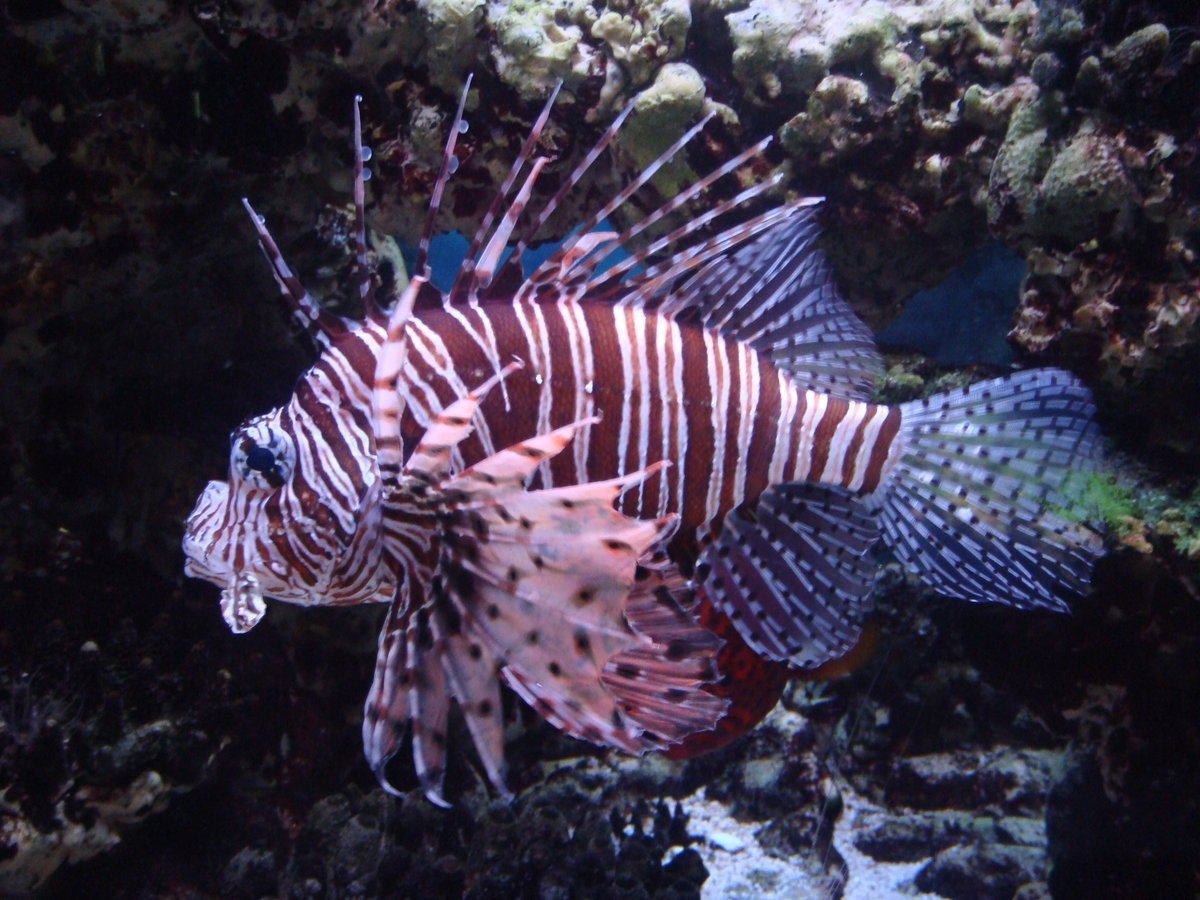 Меднополосая рыба-бабочка