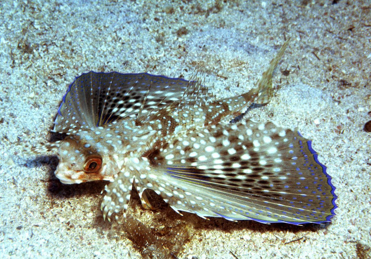 Средиземноморский долгопер