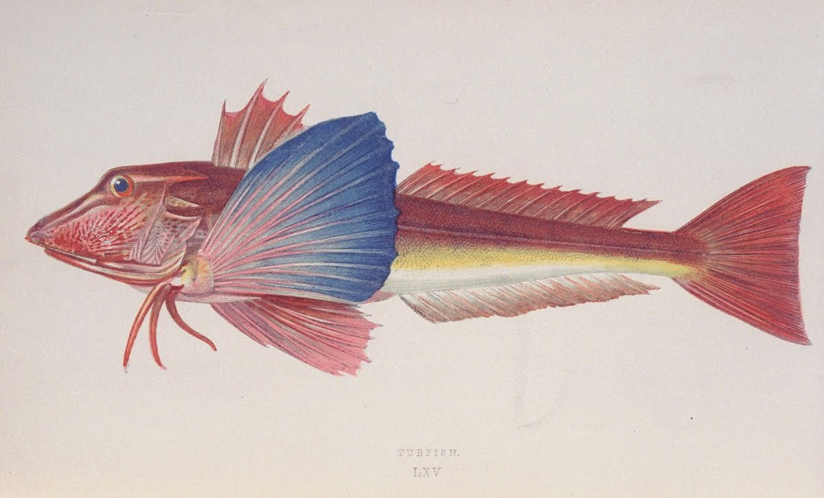 Бронированный морской петух рыба