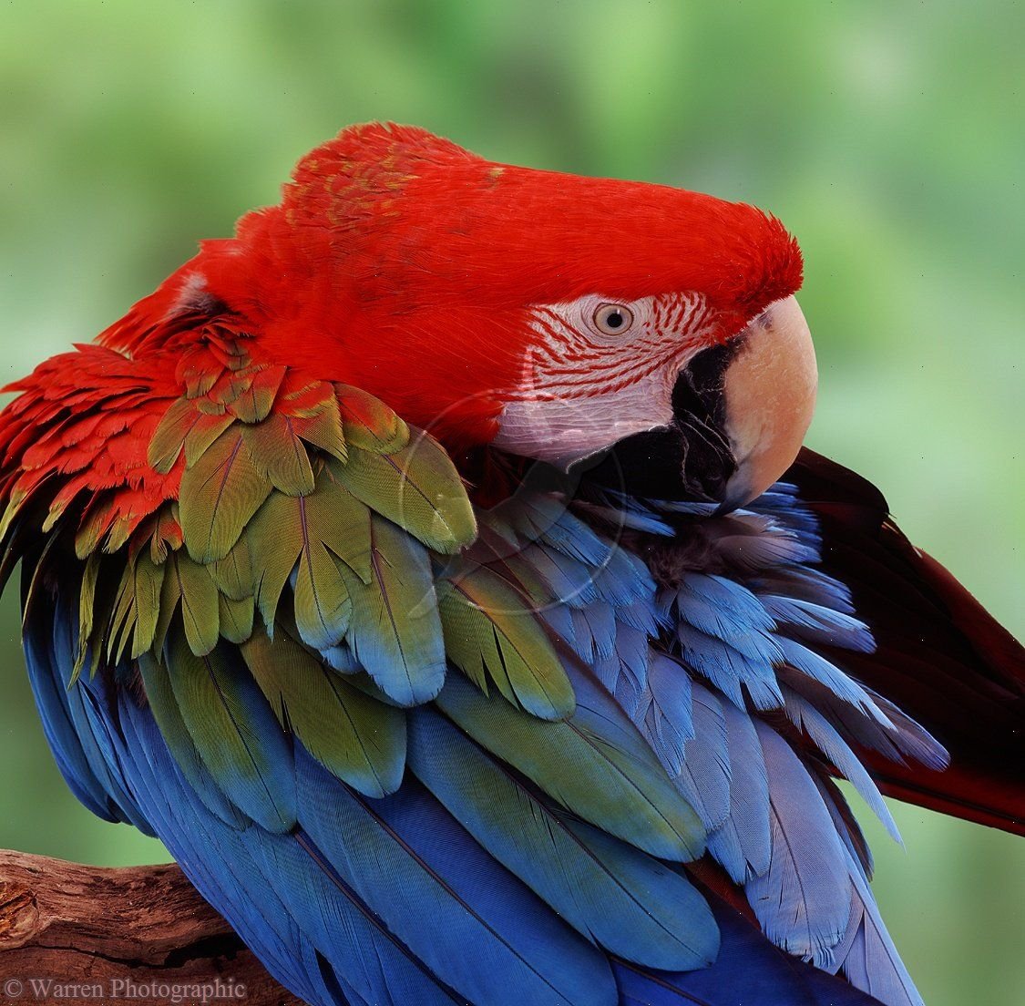 Попугай ара кубинский