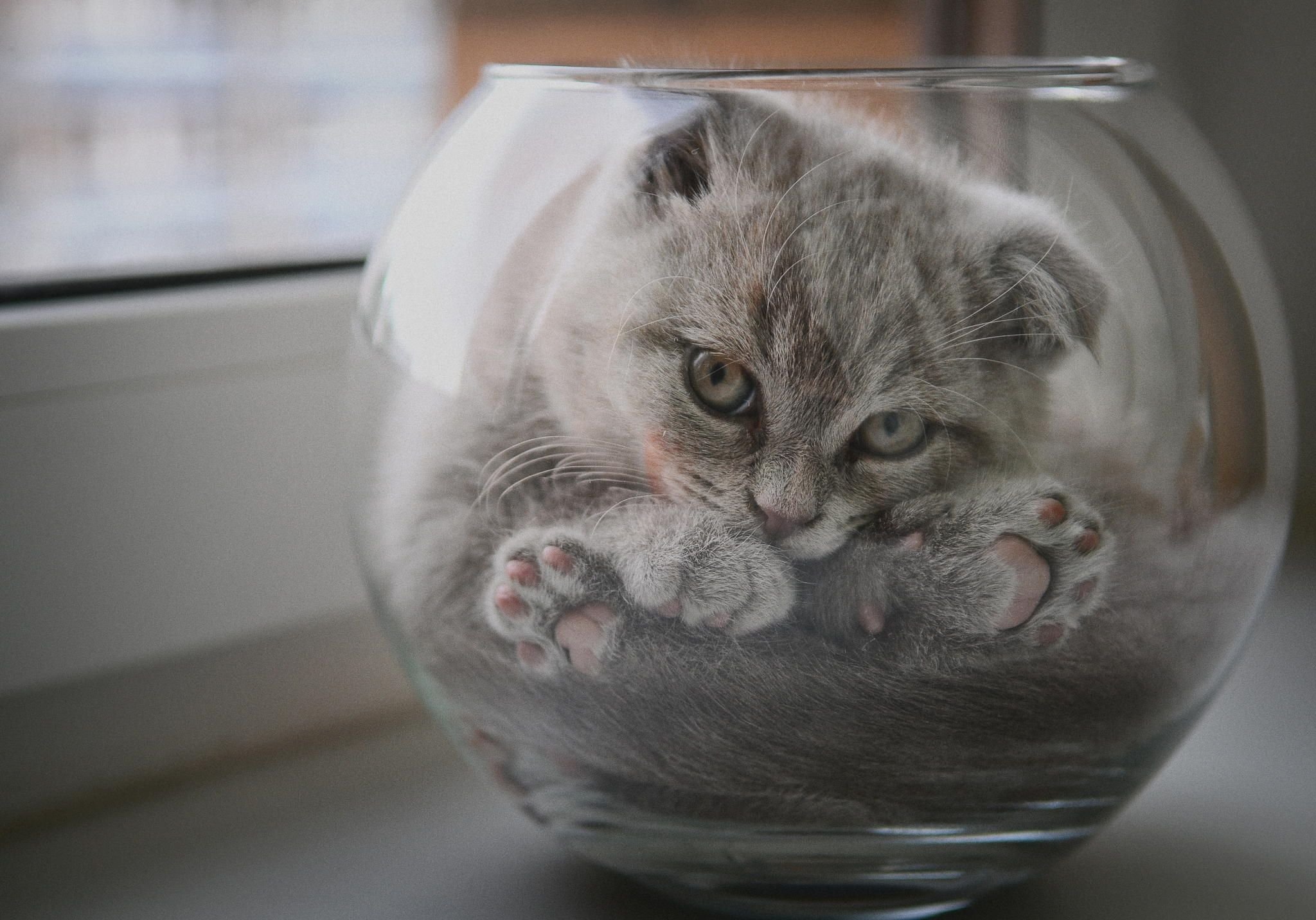 Кошки чрезвычайно терпеливы. Кот в банке. Кот в круглом аквариуме. Кот в стеклянной миске. Кот в стеклянной банке.