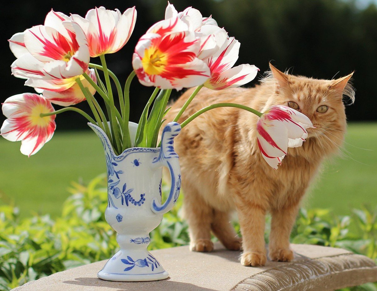 Рыжий кот с тюльпанами