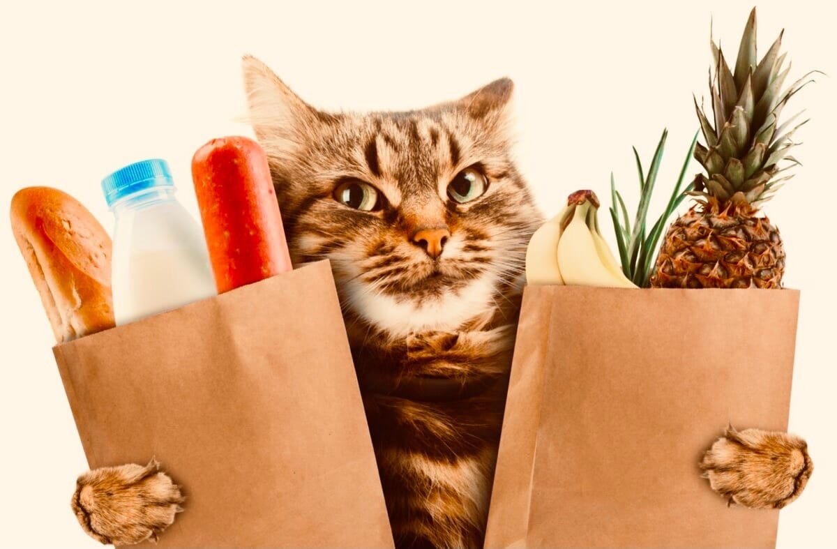 Реклама еды для кошек