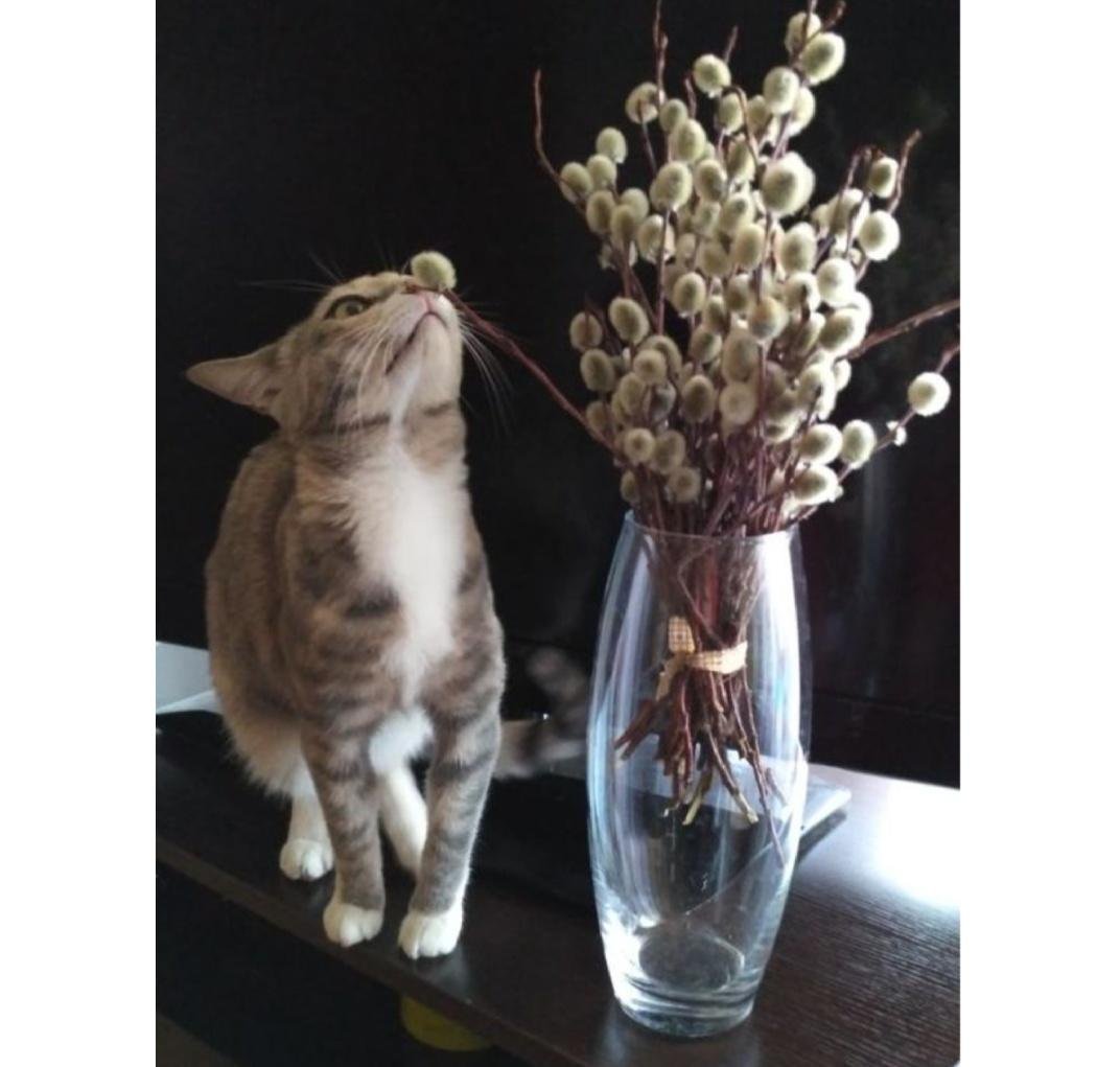 Верба и кошка