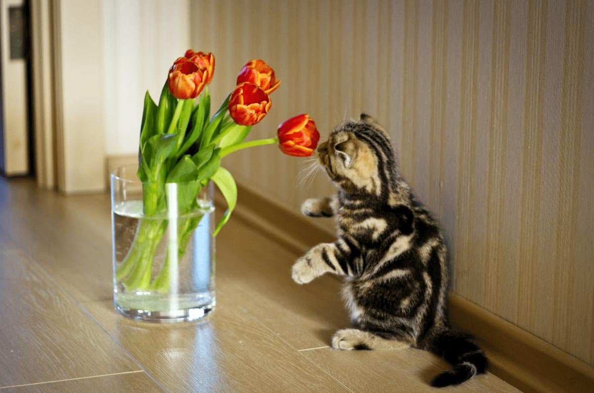 Кошка с тюльпанами