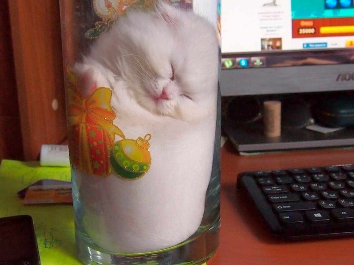 Стакан наполовину кот