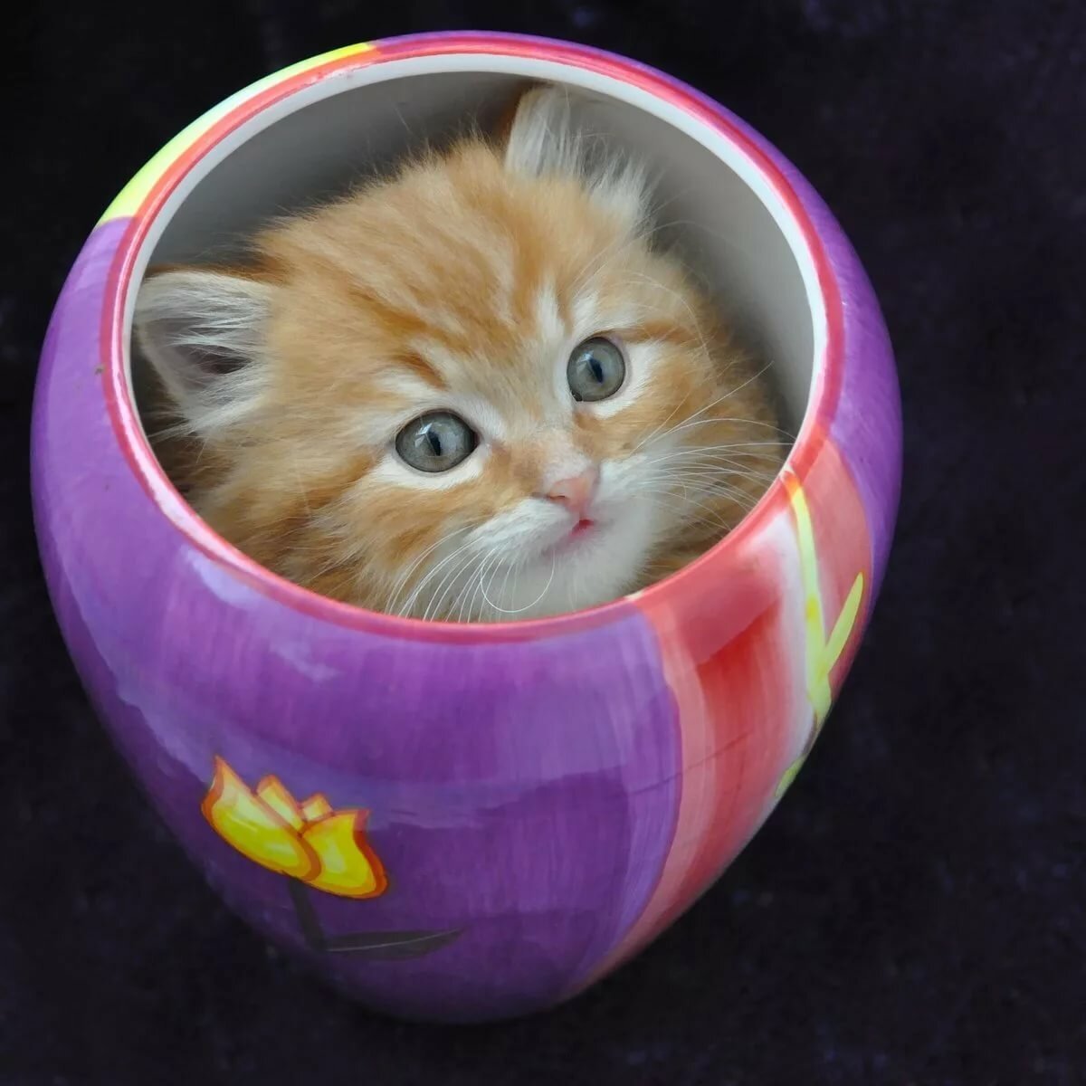 Котик в чашке