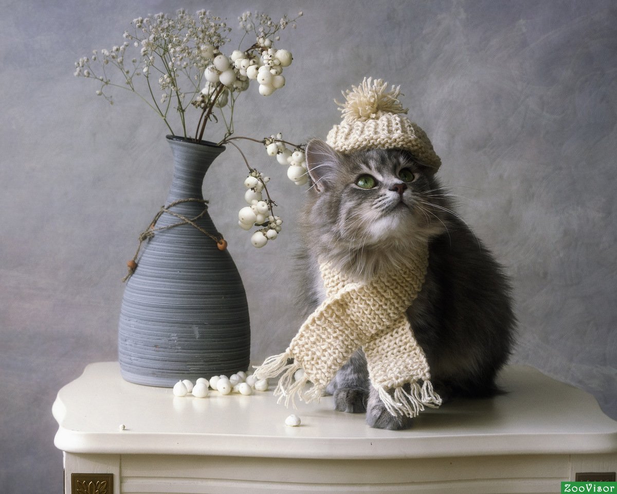 Фотограф Ирина Приходько кошки