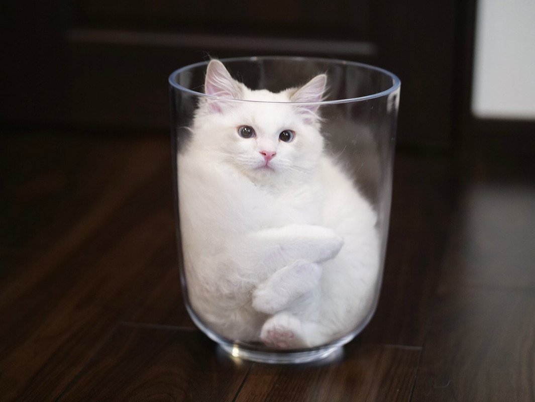 Маленький котик в стакане