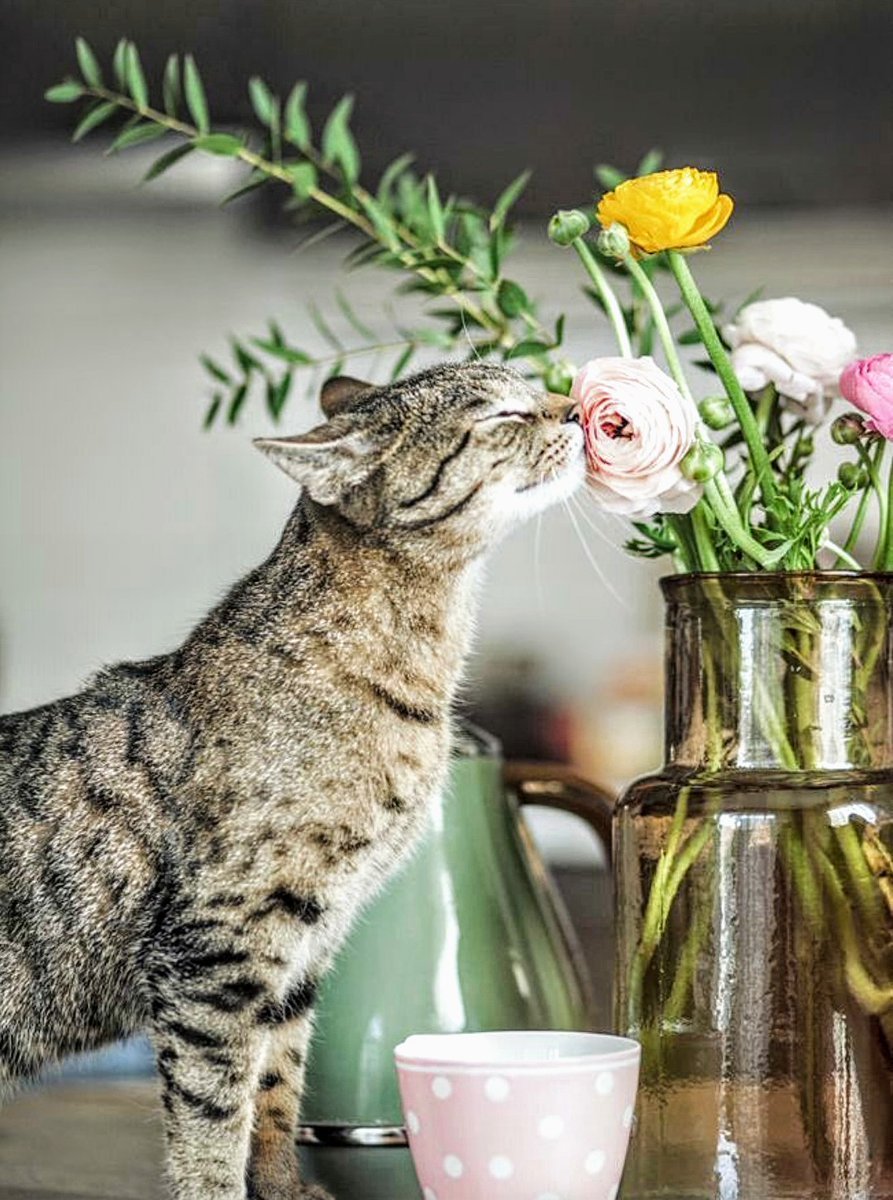 Доброе утро с кошками