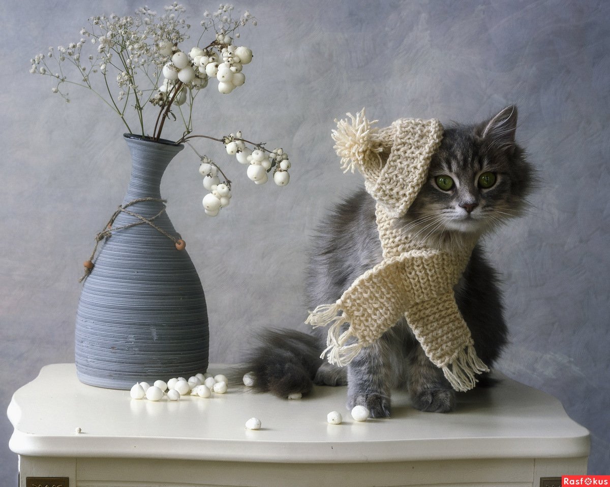 Кот в шарфе
