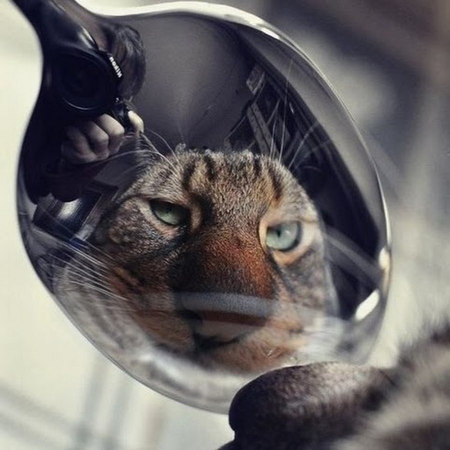 Кот в отражении