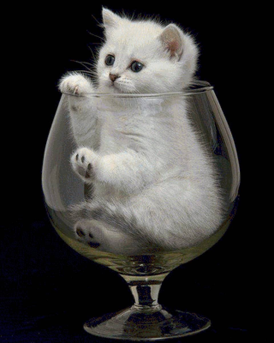 Котенок в бокале