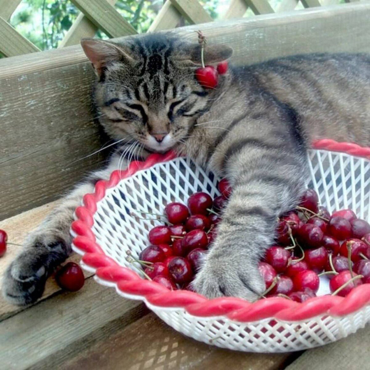 Кот и ягоды