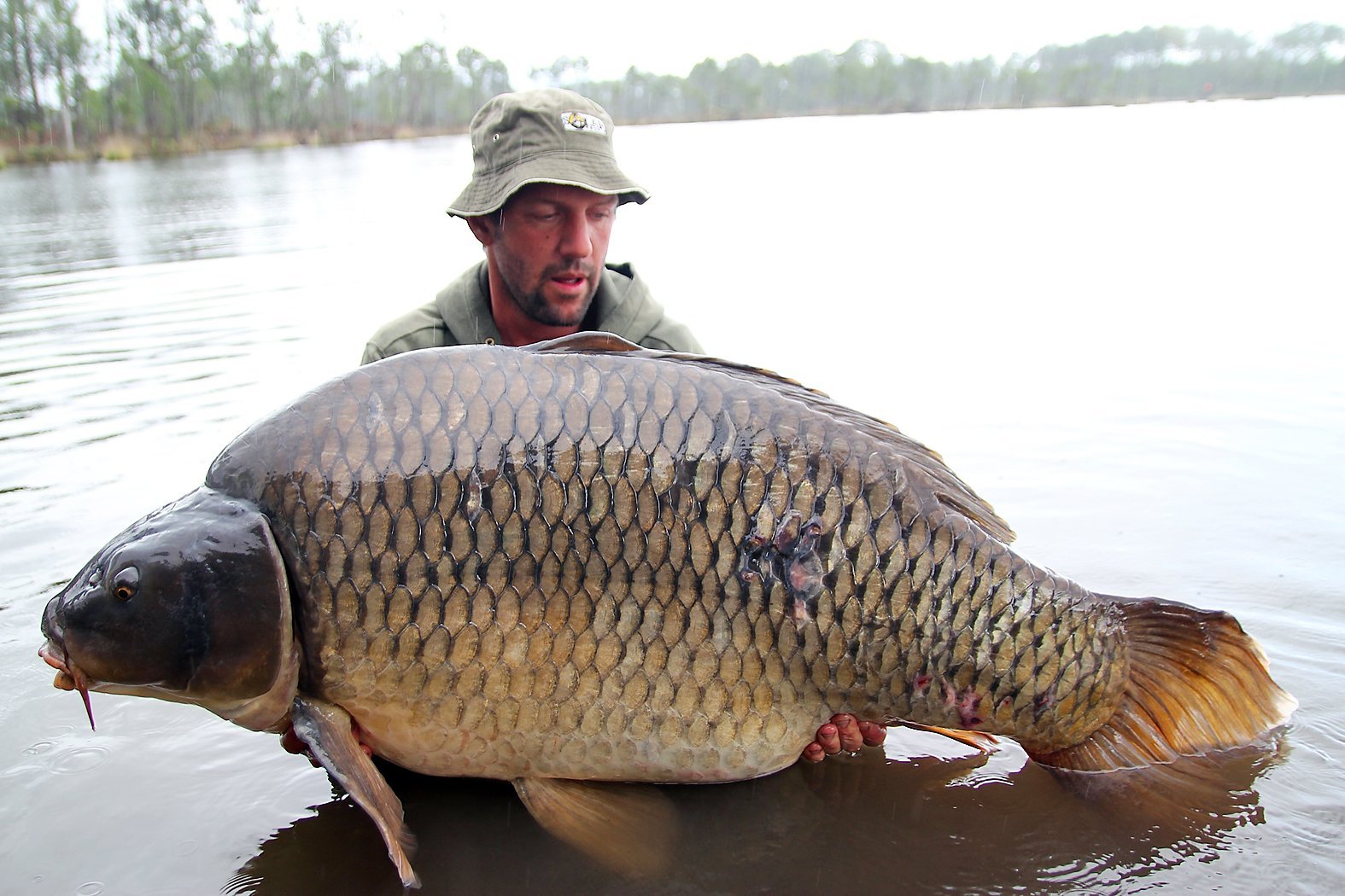 Самая большая рыба в калининградской области. Сазан гигант. Большой карась. Самый большой карась. Самый большой карась в России.