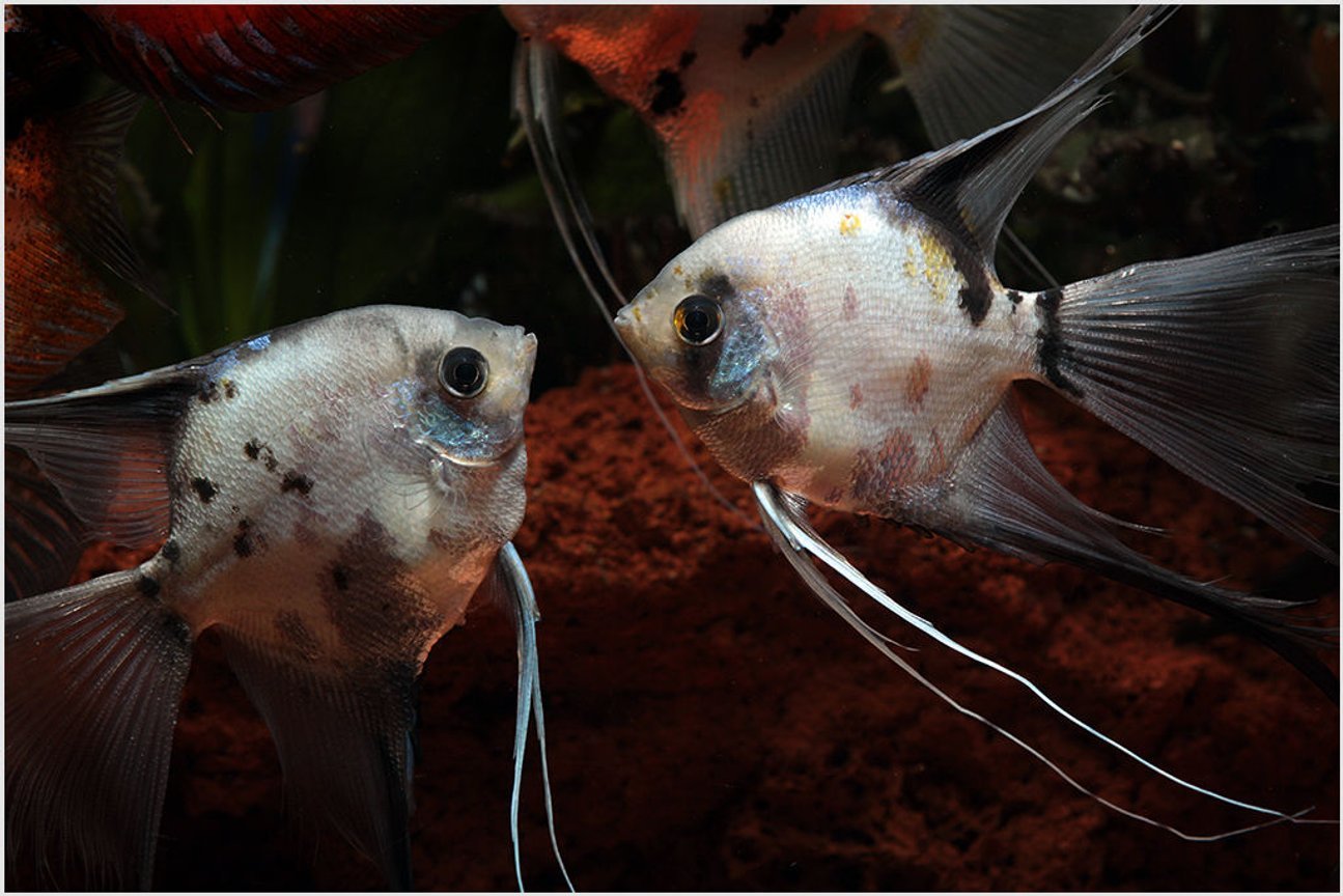 Как отличить скалярий. Скалярия аквариумная рыбка. Скалярия самец и самка. Скалярия самец. Рыбки скалярий самец самка.