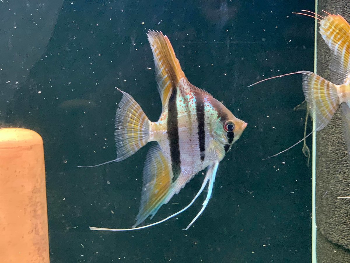 Pterophyllum Leopoldi