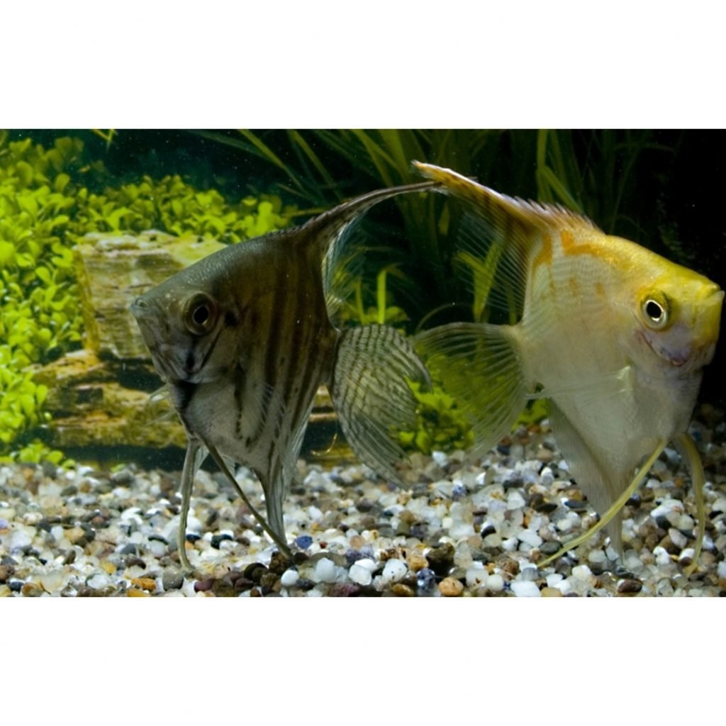 Скалярия отличить самку. Скалярия аквариумная рыбка. Скалярия тигровая. Рыбки скалярий самец самка. Скалярия самец и самка.