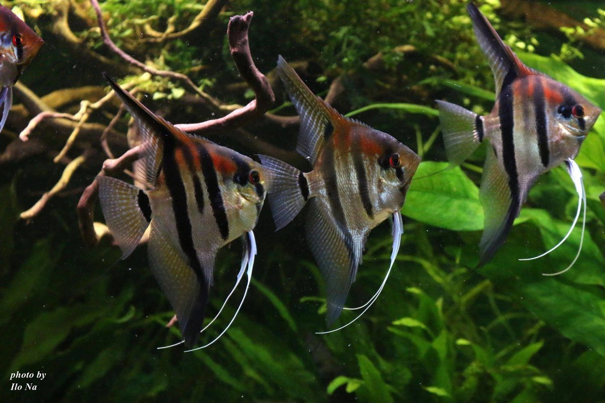 Скалярия микс