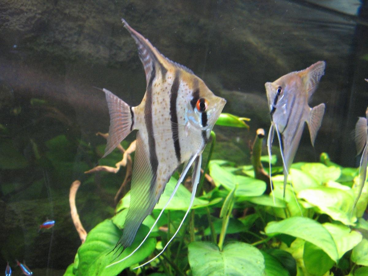 Скалярия Рио Хингу