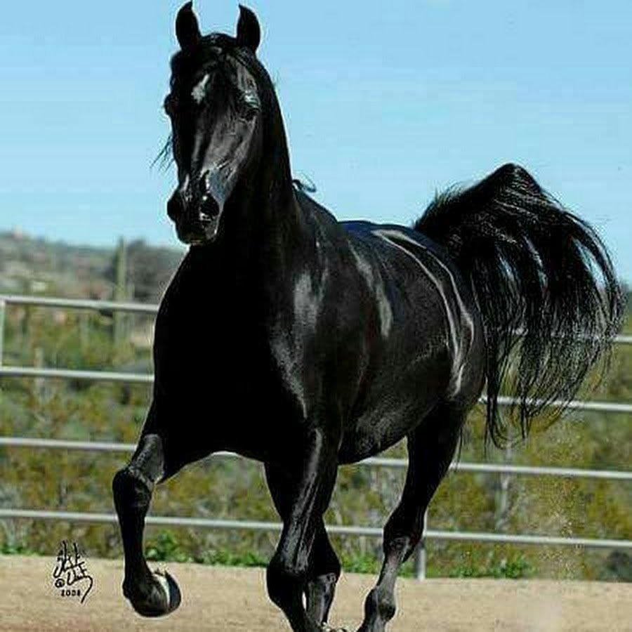 Вороная масть лошади