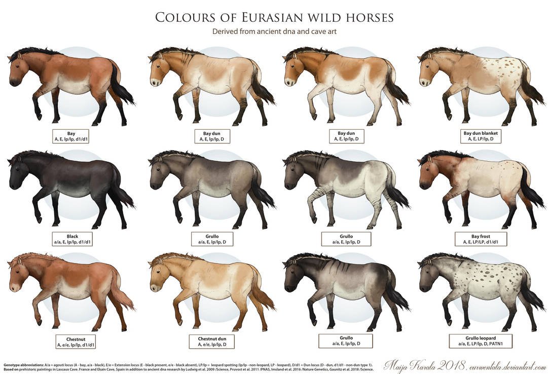 Окрасы диких лошадей