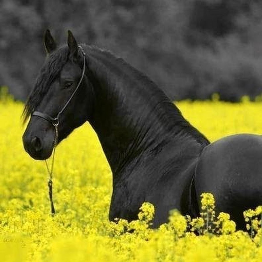 Фризская лошадь