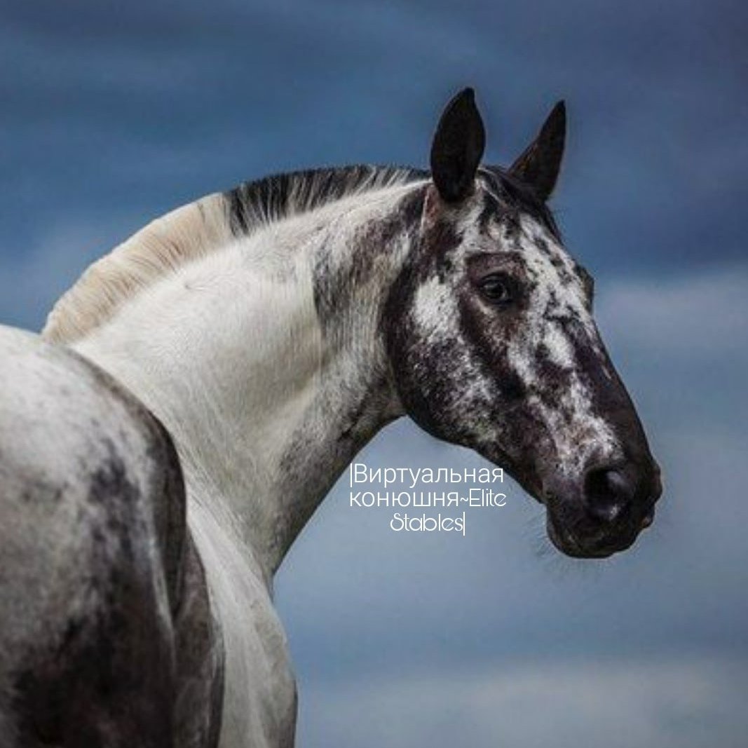 Мраморная масть лошади