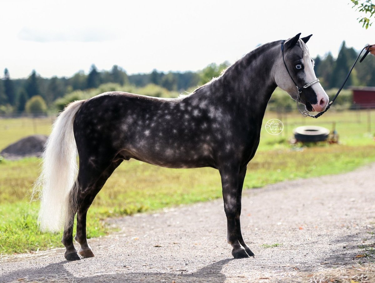 Серебристовараная масть лошади