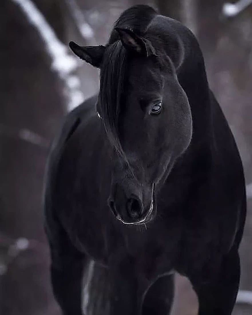 Вороной конь