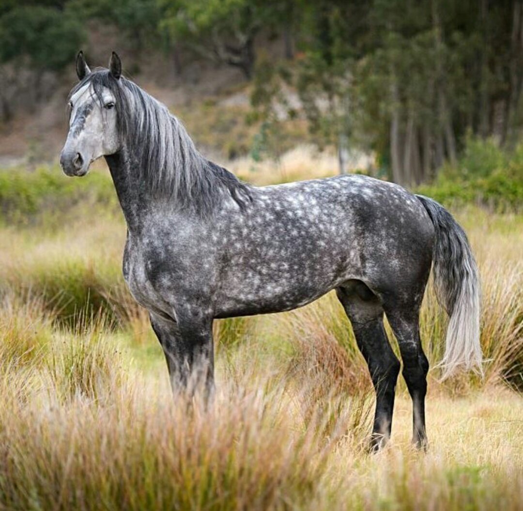 Орловский рысак гнедой